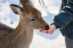 Is It Illegal to Feed Deer in Your Yard in California?